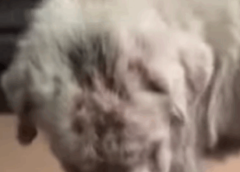 T3107024 It little dog that has made me cry many times straydog loveanima part2