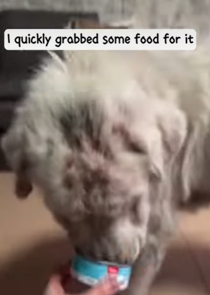 T3107024 It little dog that has made me cry many times straydog loveanima part2