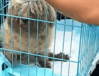 T3107013 Rescuing terrified abandoned dog dog love pet cute rescue part2