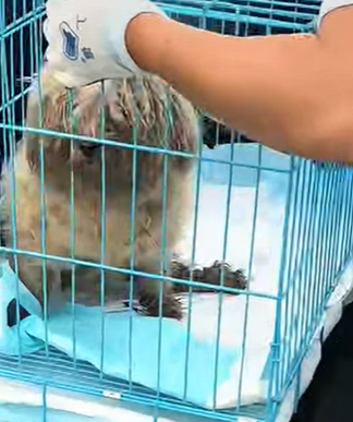 T3107013 Rescuing terrified abandoned dog dog love pet cute rescue part2