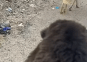 T0807011 Dog family rescue heroes rescue fog abandoned part2