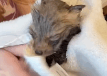 T2107024 Rescue the trapped baby fox and then animalsoftiktok animallover part2