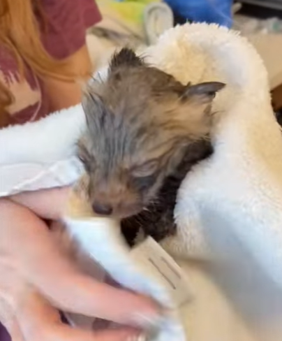 T2107024 Rescue the trapped baby fox and then animalsoftiktok animallover part2