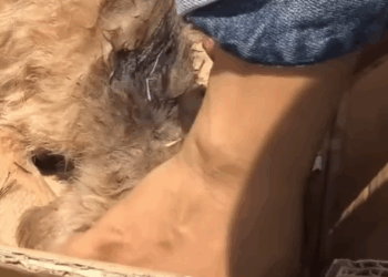 T0207010 Puppy Incredible Survival Story part2