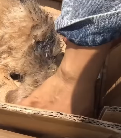 T0207010 Puppy Incredible Survival Story part2