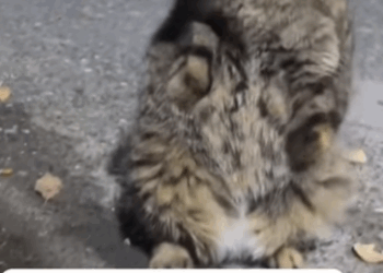 T3107020 hope every animal can be treated kindly animalsoftiktok catsofti part2