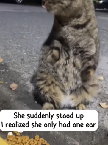 T3107020 hope every animal can be treated kindly animalsoftiktok catsofti part2