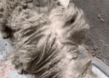 T3107018 Just rescued walking mop with paws You won believe this part2