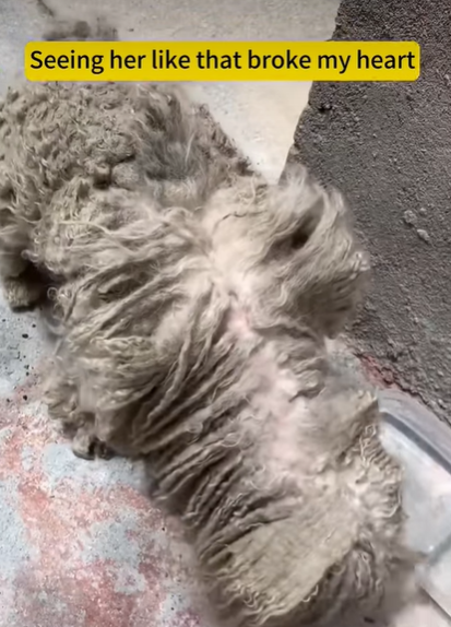 T3107018 Just rescued walking mop with paws You won believe this part2