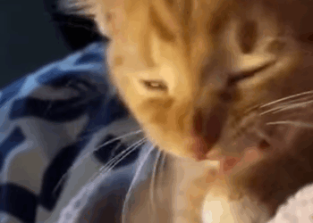 T2707017 come here my golden retriever has made new friend rescue cat animals kitten kittycatsoftiktok pet Love fyp for foryoupage Pet Dreams part2