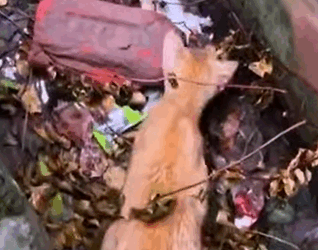 T2707016 Rescue Cat rescue rescueanimals rescuecat cat catsoftiktok animals animalsoftiktok fyp part2