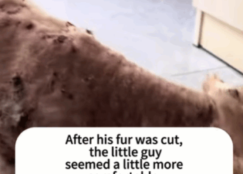 T3107006 Rescue stray dogs dog dogsoftiktok rescuedog doglovers straydog part2