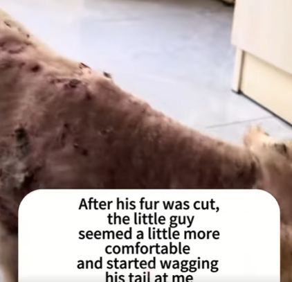 T3107006 Rescue stray dogs dog dogsoftiktok rescuedog doglovers straydog part2