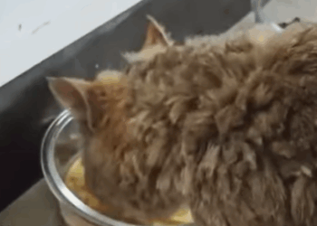 T2707018 animal animalsoftiktok rescueanimals puppy rescuedog part2