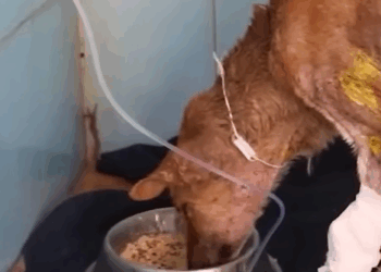 T2707009 Her name is Jenny and she s a living miracle part2