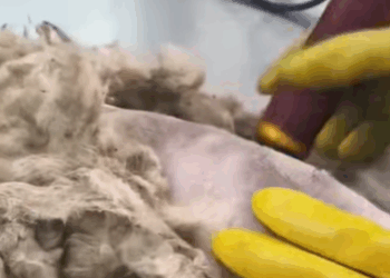 T3107008 The Road to Healing Rescuing Happy dogsoftiktok rescuedog part2