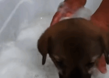 T2707015 Rescue dog rescue rescueanimals rescuedog dog dogsoftiktok animals animalsoftiktok puppy fyp part2