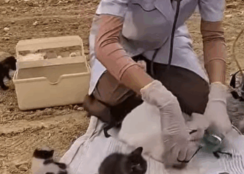 T3107004 Rescue Animal part2