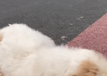 T2707020 The poor little dog was helped pet fyp xuhuong trending dog dogsoftiktok part2