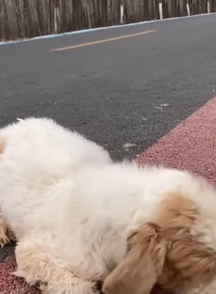 T2707020 The poor little dog was helped pet fyp xuhuong trending dog dogsoftiktok part2