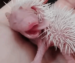 T3107001 My hedgehog parenting diary rescuinganimals tiktok hedgehog fyp part2