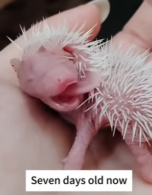 T3107001 My hedgehog parenting diary rescuinganimals tiktok hedgehog fyp part2