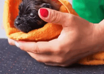 T2707006 found puppy and adopted him rescue animals rescueanimals part2