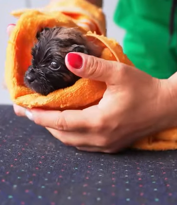 T2707006 found puppy and adopted him rescue animals rescueanimals part2