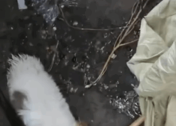 T2707014 The dog is stuck in the sewer the sewer mouth is too small part2