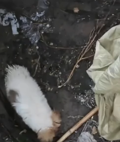 T2707014 The dog is stuck in the sewer the sewer mouth is too small part2