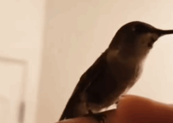 T2707002 A man saved the bird and the bird came to his door in gratitude part2