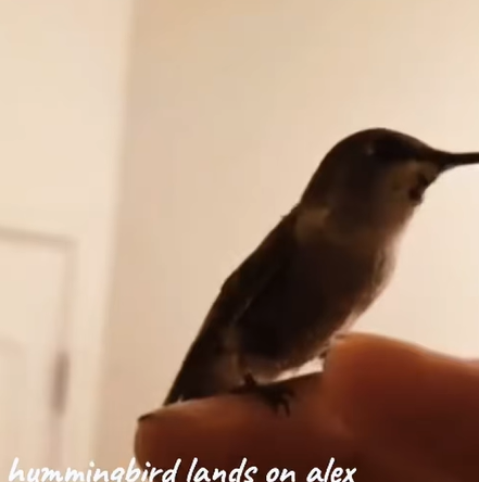 T2707002 A man saved the bird and the bird came to his door in gratitude part2