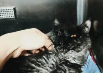 T0807019 From cage to cuddle part2