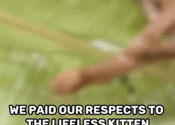 T0207013 Miraculous Rescue Tiny Kitty Found Beside Fallen Sibling part2