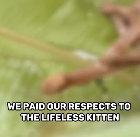 T0207013 Miraculous Rescue Tiny Kitty Found Beside Fallen Sibling part2