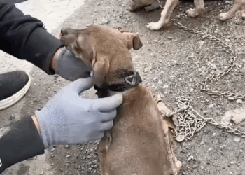 T2707019 Rescue dogs from landfill rescue rescuedog rescueanimals dog dogsoftiktok part2