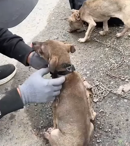 T2707019 Rescue dogs from landfill rescue rescuedog rescueanimals dog dogsoftiktok part2