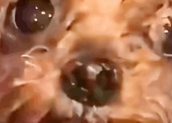 T1607013 rescuing wandering puppy shivering in the rain animalsoftiktok res part2