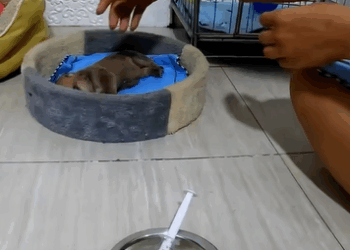 T2707005 Rescue a puppy rescue animals rescueanimals rescuedog puppy part2