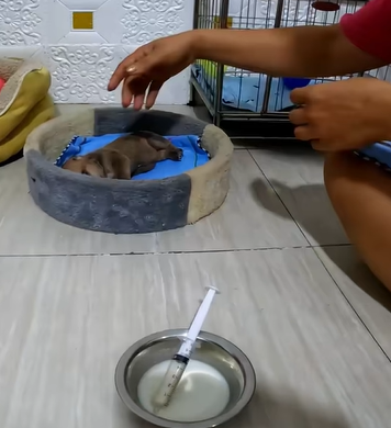 T2707005 Rescue a puppy rescue animals rescueanimals rescuedog puppy part2