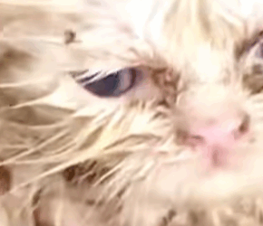 T1607014 Rescuing cat with only weak breathing left animalsoftiktok rescuea part2