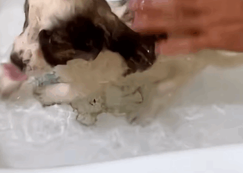 T2707007 Rescue a puppy rescue animals rescueanimals rescuedog puppy dog part2