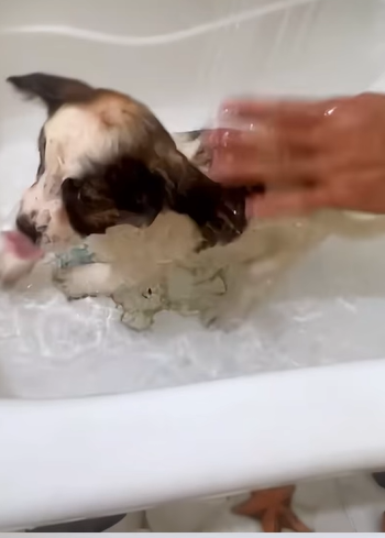 T2707007 Rescue a puppy rescue animals rescueanimals rescuedog puppy dog part2