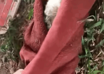 T2707010 Rescue family cat rescue rescuecat rescueanimals cat catsoftiktok animals animalsoftiktok fyp part2