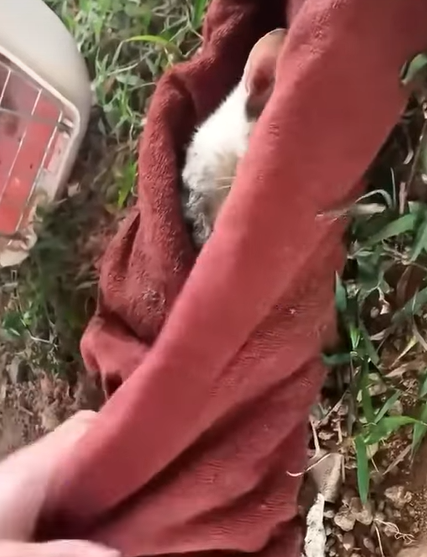 T2707010 Rescue family cat rescue rescuecat rescueanimals cat catsoftiktok animals animalsoftiktok fyp part2