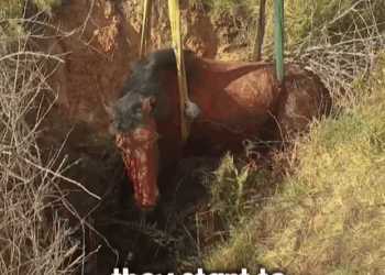 T2707008 All it takes is a little effort to help someone in need part2