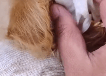 T2707013 The poor little dog was helped pet fyp xuhuong trending dog dogsoftiktok petsoftiktok part2