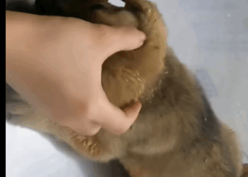 T2707003 Found lost dog lying in landfill and then rescue rescuedog part2