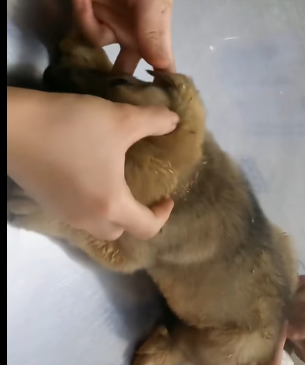 T2707003 Found lost dog lying in landfill and then rescue rescuedog part2