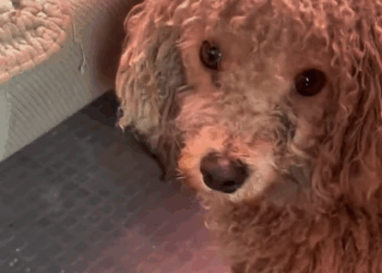 T2707001 Rescue dog part2